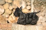 SCOTTISH TERRIER 135